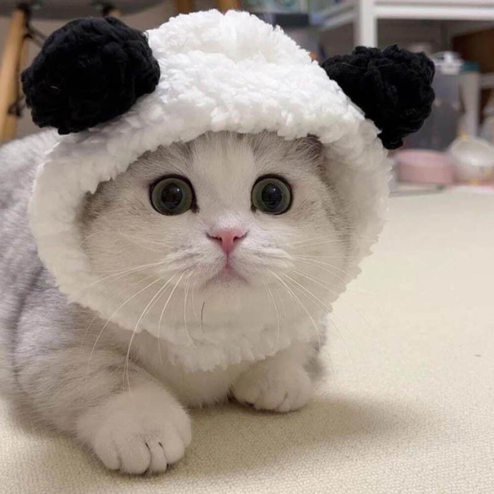 Pet Hat for Fall & Winter, Cute Bear,Adorable Pet Headwear